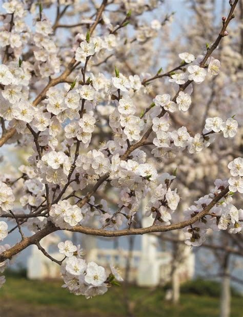 Apricot flowers blooming stock photo. Image of petals - 36309996