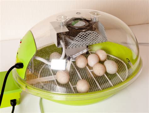 Best Chicken Egg Incubator Reviews 2021 - Timeline Pets