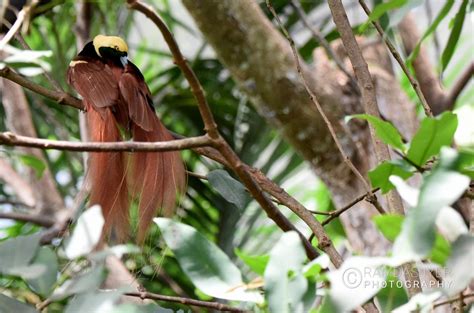 Papua New Guinea Wildlife # 1 – Ramdas Iyer Photography