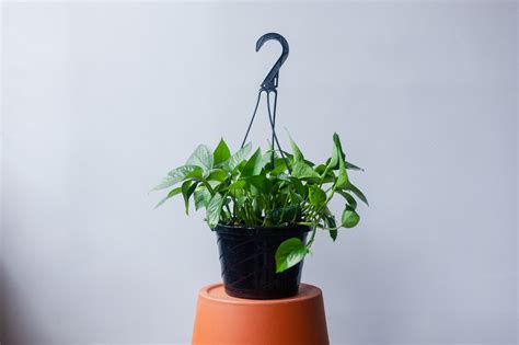 Pothos - 8" Hanging Basket | Natty Garden