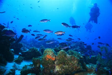 Visitors Descend... | into a blue, undersea world. Divers ap… | Flickr