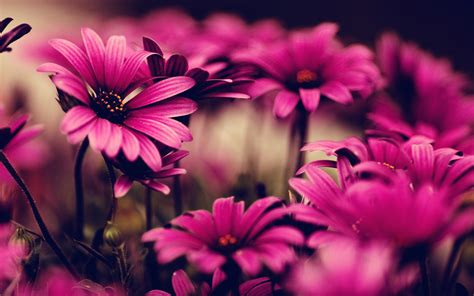 hd flowers computer wallpapers Flower wallpapers colourful wallpaper ...