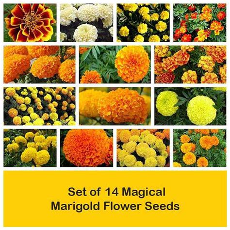 Set of 14 Magical Marigold Flower Seeds