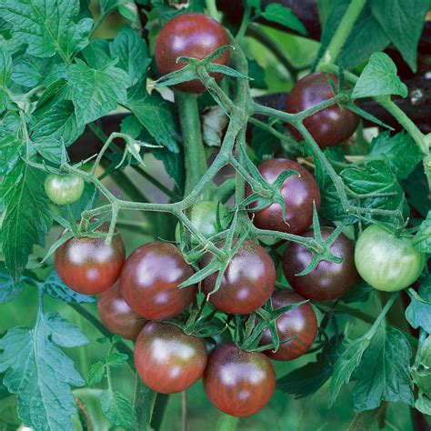 Cherry/Plum Tomato Collection 6 Seed Varieties - VIRIDIS HORTUS