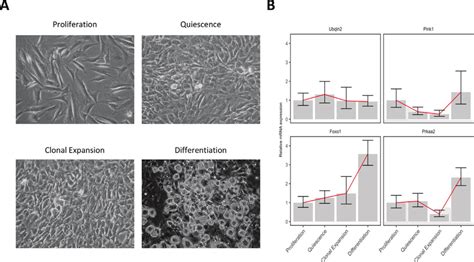 3T3-L1 adipocyte differentiation and gene expression validation. 3T3-L1... | Download Scientific ...