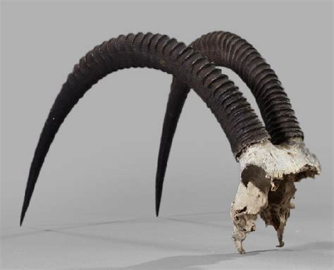 1095: Large African Sable Antelope Horns, : Lot 1095