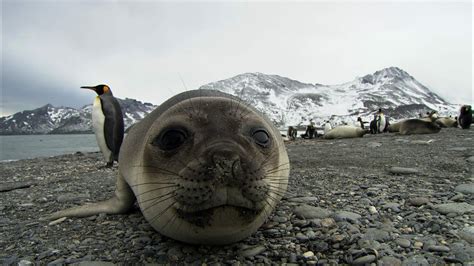 Friendliest seals ever? | Antarctica Ep2 - YouTube