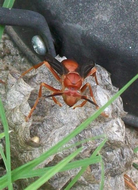 Ladybug from Texas: Red wasp