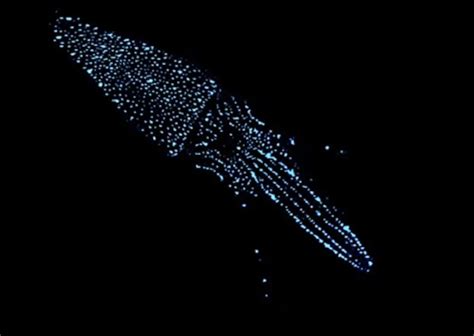 Bioluminescence | Smithsonian Ocean