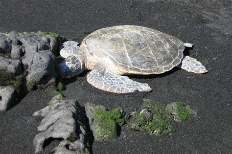 Turtle on Black Sand Beach | Black sand beach, Beach sand, Black sand