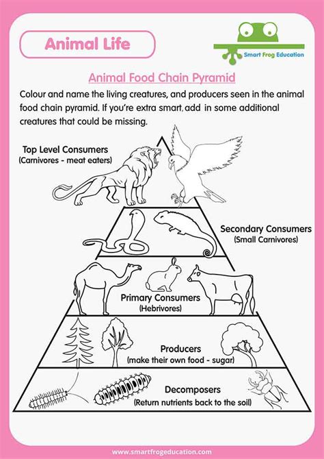 Food Pyramid Animals