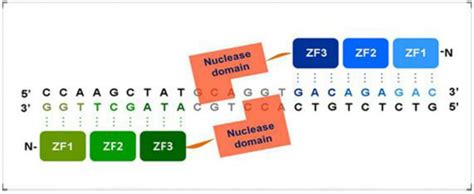 Zinc Finger Nuclease. | Download Scientific Diagram