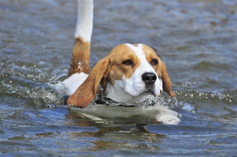 Beagles: The Perfect Blend of Playfulness and Loyalty for Families and ...