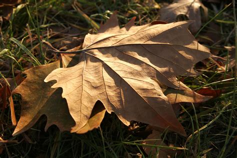 File:Autumn leaf.jpg - Wikimedia Commons