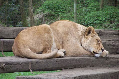 1,424 Lion Lioness Sleeping Stock Photos - Free & Royalty-Free Stock ...