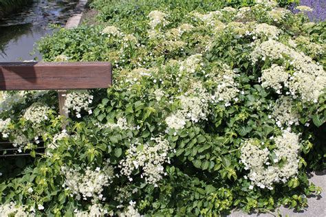 Hydrangea petiolaris at Hamburg BG – Juniper Level Botanic Garden