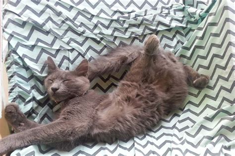 14 Sleeping Cat Positions and What they Reveal about your Kitty