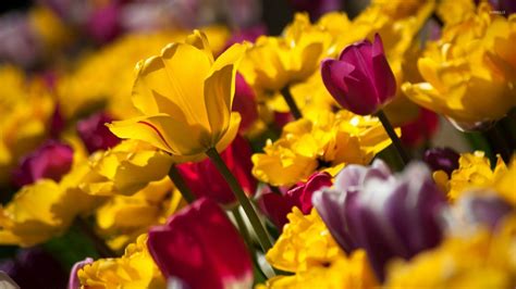 Pink and yellow tulips wallpaper - Flower wallpapers - #54414