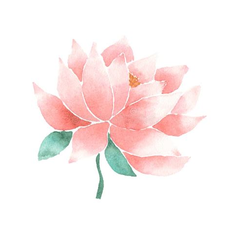 Vector Watercolor Lotus Flower Pink Stock Vector - Illustration of meditation, label: 57365536