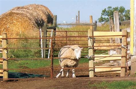 Effective Fences: Keeping Livestock In - Quarto Homes | Farm yard, Building a fence, Livestock