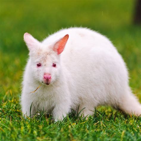 White kangaroo in the grasses | An albino small kangaroo (I … | Flickr