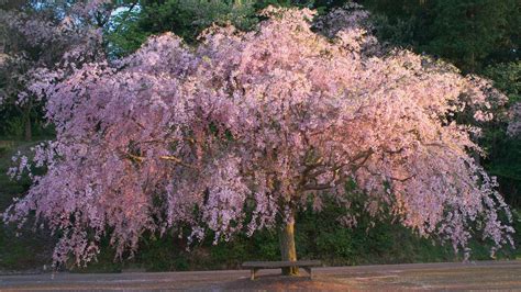 Plant Care 101: Weeping Cherry Tree – FastGrowingTrees.com