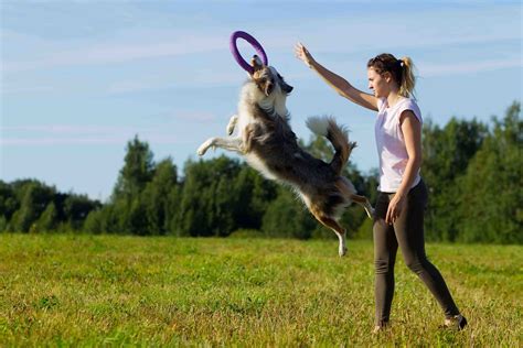 Dog Behaviour and Training – Imperial Academy