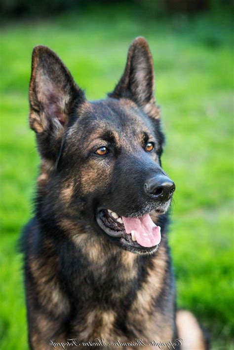 German Shepherd Dark Sable