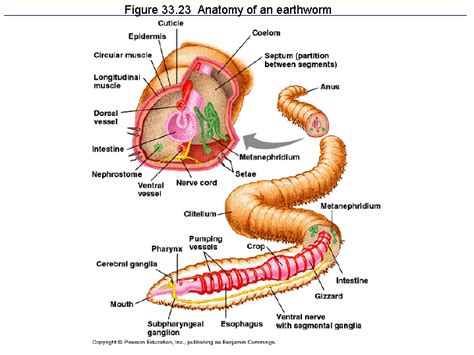 Figure 33.23 Anatomy of an earthworm