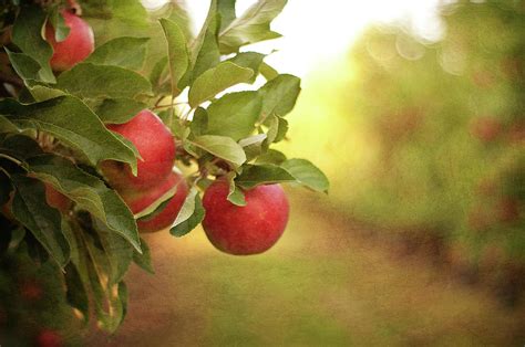 Autumn In The Orchard Photograph by Photo By Stefanie Senholdt - Fine Art America