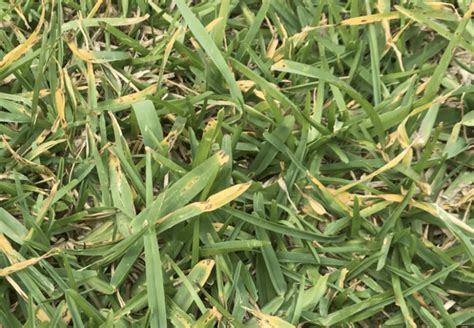 St Augustine Grass Turning Yellow? 10 Reasons + Fixes - LawnsBesty