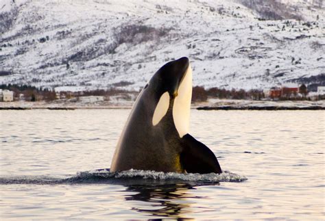 SeaWorld Ends Controversial Captive Breeding of Killer Whales | Scientific American