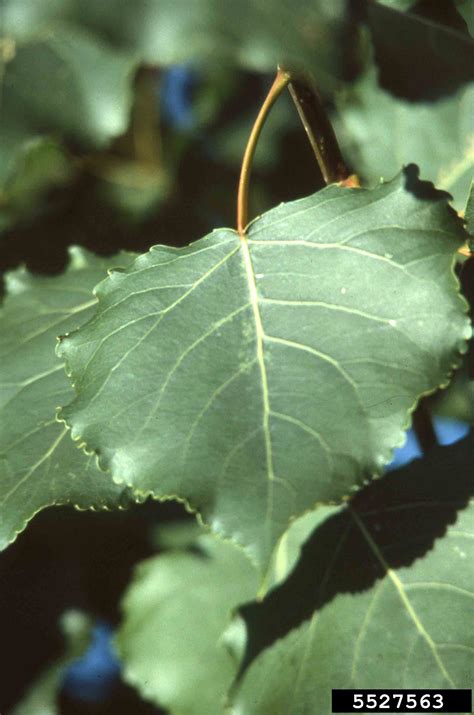 Arkansas Tree Database - Eastern Cottonwood