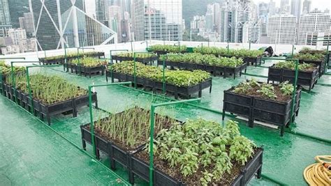 Space crunch in cities? How rooftop farming is becoming more than just a trend