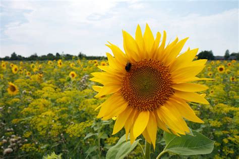 Sunflower | Another sunflower from last week. | Stig Nygaard | Flickr