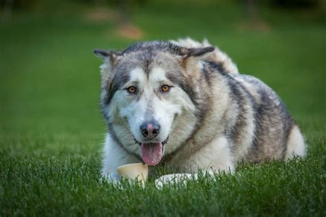 11 Best Outdoor Dog Breeds