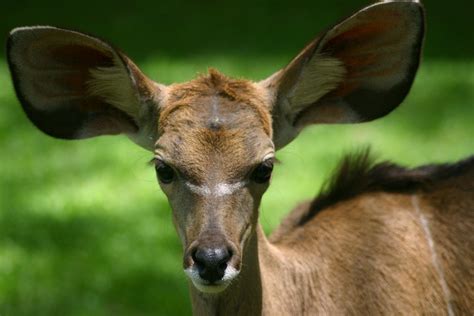 What big ears you have....woah. | Animals, African animals, Mammals