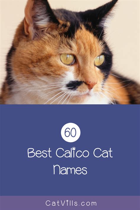 200+ Clever Calico Cat Names You'll Adore | Calico cat names, Cat names, Calico cat