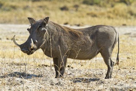 Large tusk male warthog stock image. Image of africanus - 58882251