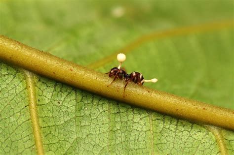 How a Zombie-Ant Fungus Can Infect a Host | Discover Magazine