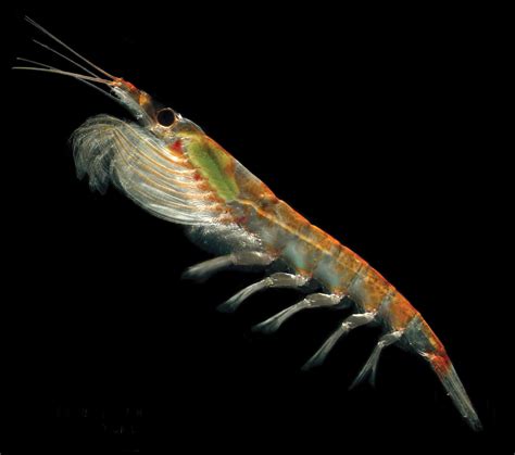 What have we learnt about krill? – Magazine Issue 34: June 2018 – Australian Antarctic Program