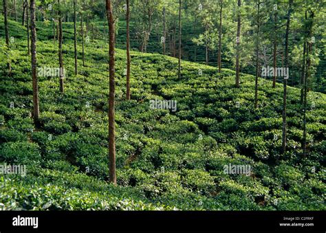 Nilgiri Hills Tamil Nadu India Stock Photo - Alamy