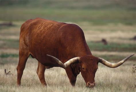 File:Texas longhorn cattle bull grazing.jpg - Wikimedia Commons