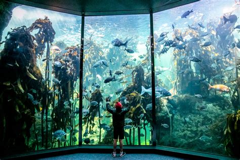 Aquarium In Cape Town Prices - South Africa Insider