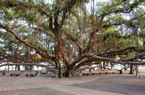 Photos: lahaina banyan tree | Lahaina Banyan Tree Park — Stock Photo ...