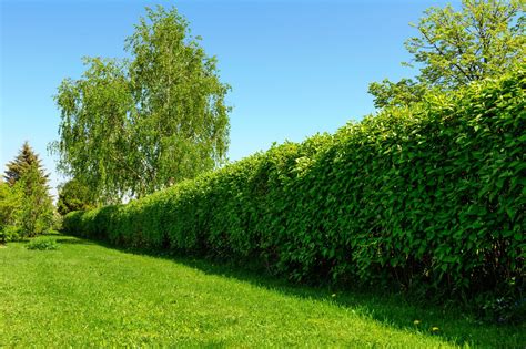 Comment planter une haie dans le jardin