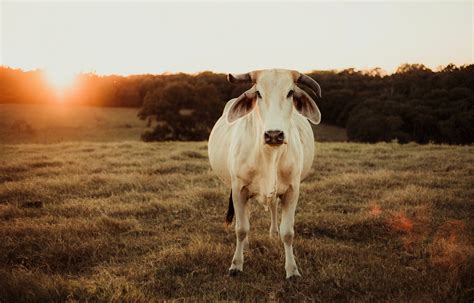 Cow at Sunset Digital Download Printable Photo Ranch Photo Rustic Cow ...