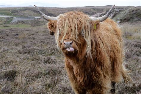 Brown Highland Cattle sur champ d'herbe · Stock, Highland Cow Fond d'écran HD | Pxfuel