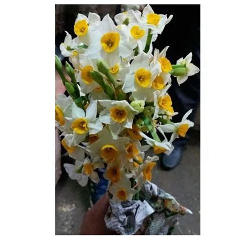 Nargis Natural Flower at Rs 400/piece | Gazipur | New Delhi | ID ...