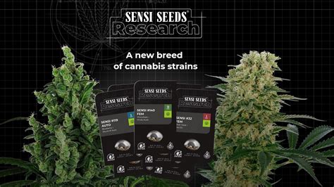 Sensi Seeds Research: nieuwe strains samen met jou! - CNNBS.nl